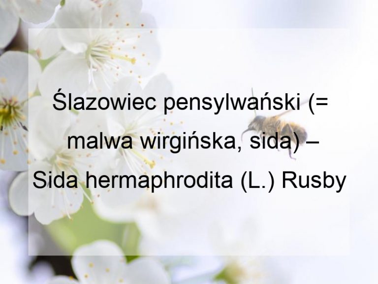 Ślazowiec pensylwański (= malwa wirgińska, sida) – Sida hermaphrodita (L.) Rusby