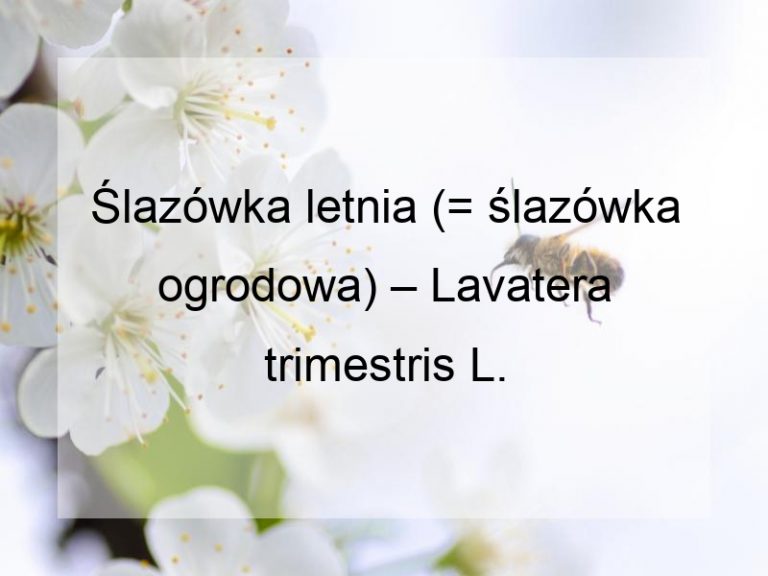 Ślazówka letnia (= ślazówka ogrodowa) – Lavatera trimestris L.