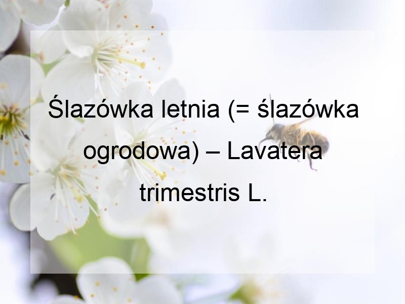 Ślazówka letnia (= ślazówka ogrodowa) – Lavatera trimestris L.