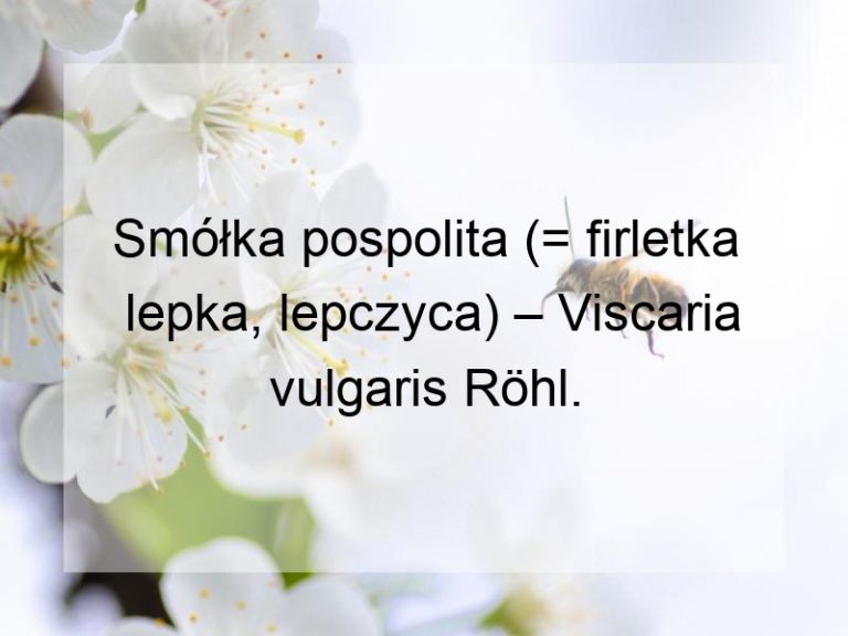 Smółka pospolita (= firletka lepka, lepczyca) – Viscaria vulgaris Röhl.