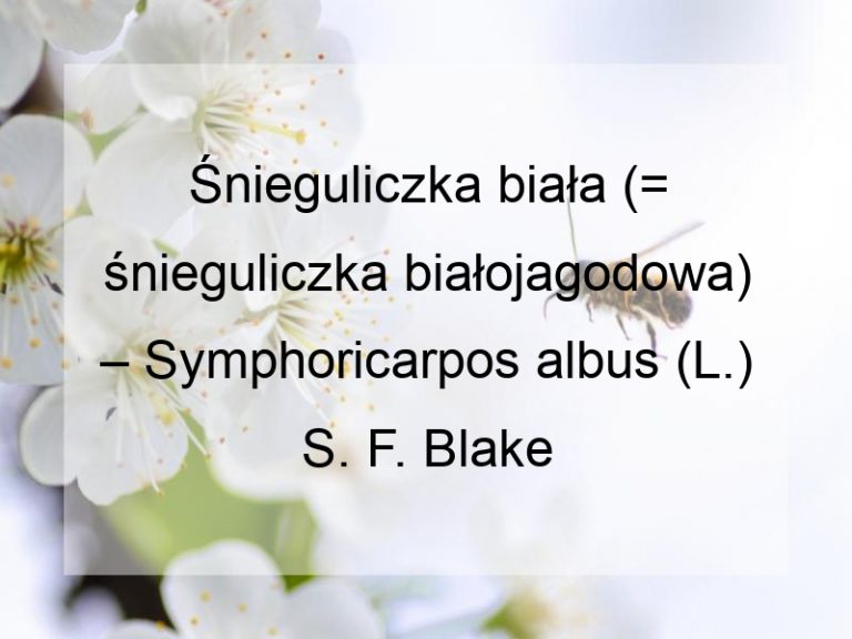 Śnieguliczka biała (= śnieguliczka białojagodowa) – Symphoricarpos albus (L.) S. F. Blake