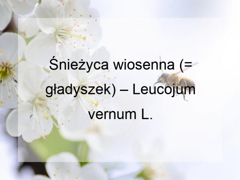 Śnieżyca wiosenna (= gładyszek) – Leucojum vernum L.