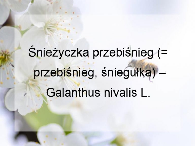 Śnieżyczka przebiśnieg (= przebiśnieg, śniegułka) – Galanthus nivalis L.