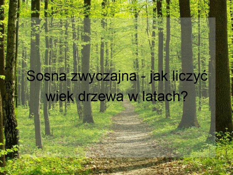 Sosna zwyczajna - jak liczyć wiek drzewa w latach?