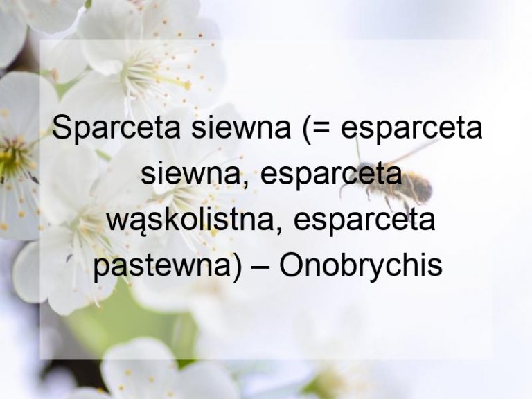 Sparceta siewna (= esparceta siewna, esparceta wąskolistna, esparceta pastewna) – Onobrychis viciifolia Scop.