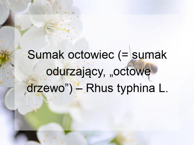 Sumak octowiec (= sumak odurzający, „octowe drzewo”) – Rhus typhina L.