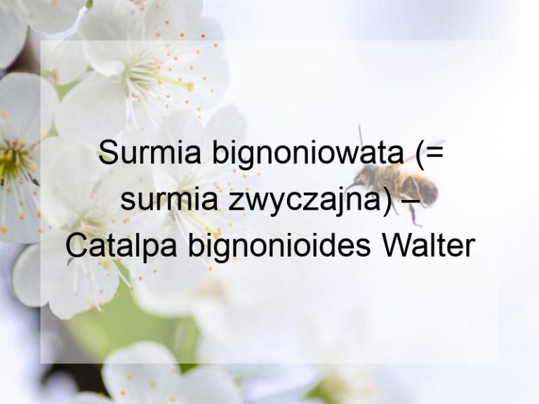 Surmia bignoniowata (= surmia zwyczajna) – Catalpa bignonioides Walter