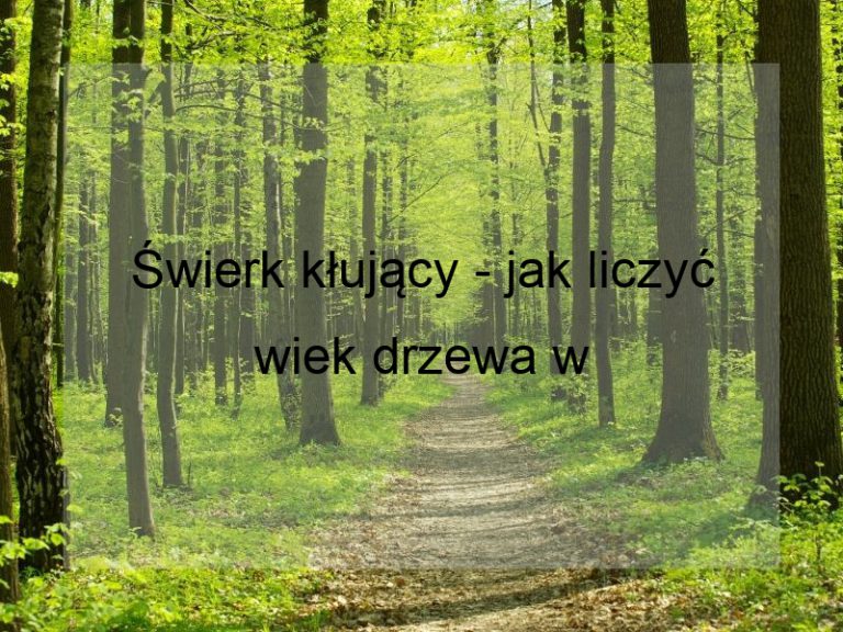 Świerk kłujący - jak liczyć wiek drzewa w latach?