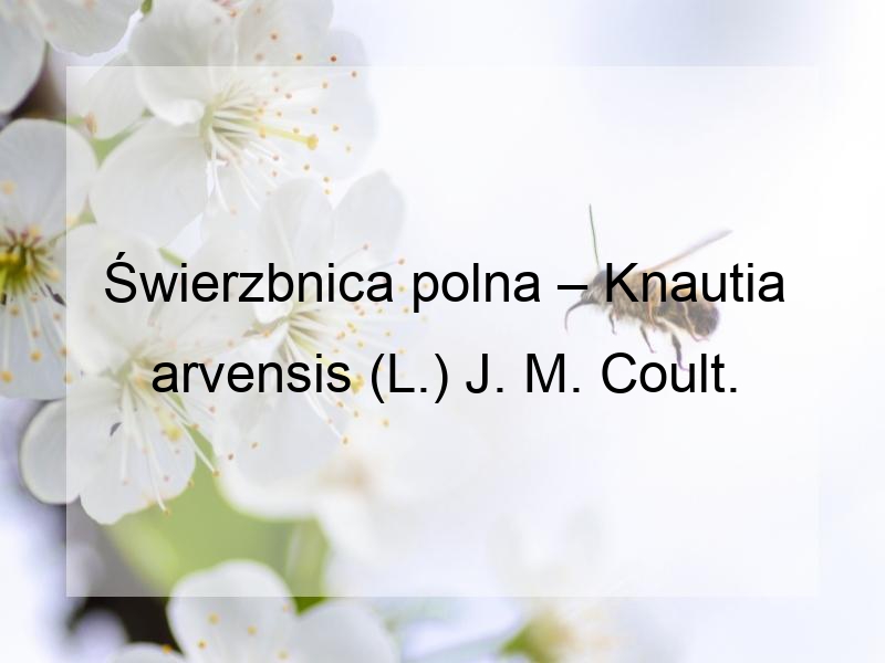 Świerzbnica polna – Knautia arvensis (L.) J. M. Coult.