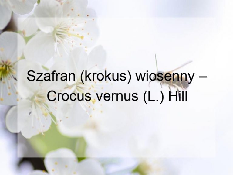 Szafran (krokus) wiosenny – Crocus vernus (L.) Hill