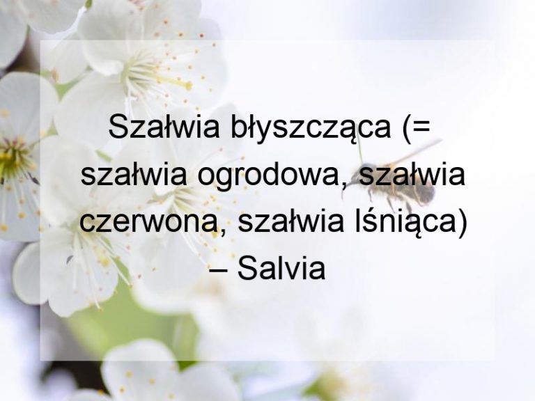 Szałwia błyszcząca (= szałwia ogrodowa, szałwia czerwona, szałwia lśniąca) – Salvia splendens Sellow ex Schult.