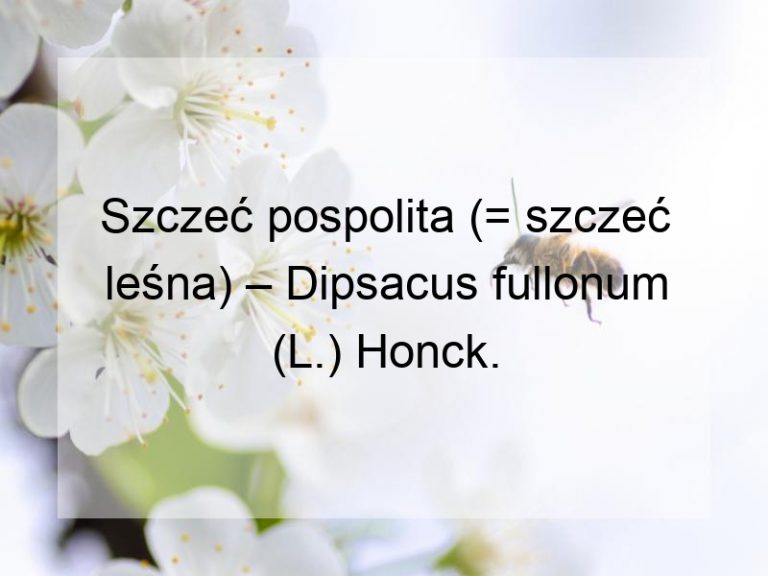 Szczeć pospolita (= szczeć leśna) – Dipsacus fullonum (L.) Honck.