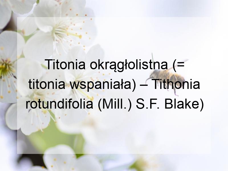 Titonia okrągłolistna (= titonia wspaniała) – Tithonia rotundifolia (Mill.) S.F. Blake)
