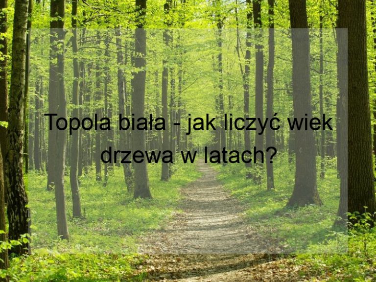 Topola biała - jak liczyć wiek drzewa w latach?
