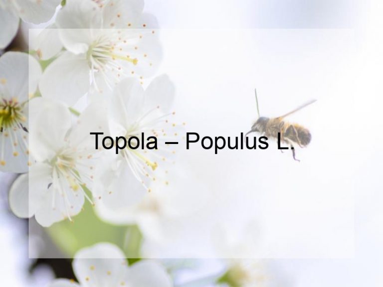 Topola – Populus L.