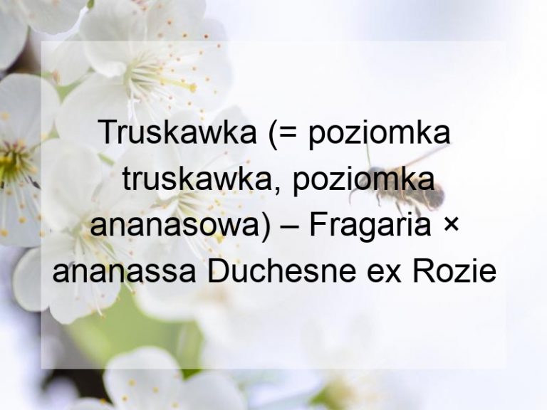 Truskawka (= poziomka truskawka, poziomka ananasowa) – Fragaria × ananassa Duchesne ex Rozie