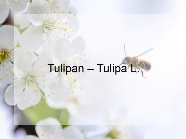 Tulipan – Tulipa L.