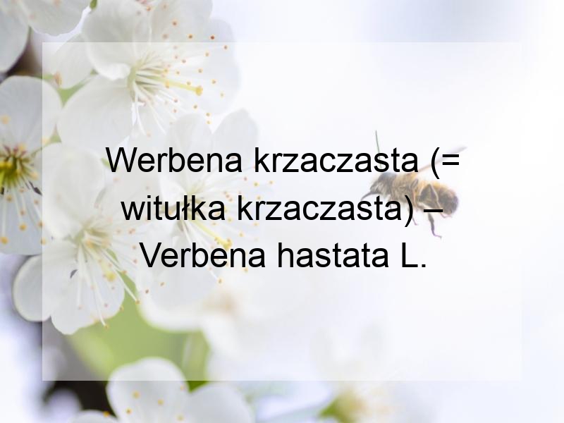 Werbena krzaczasta (= witułka krzaczasta) – Verbena hastata L.
