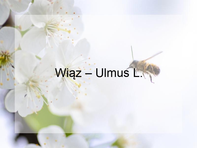 Wiąz – Ulmus L.