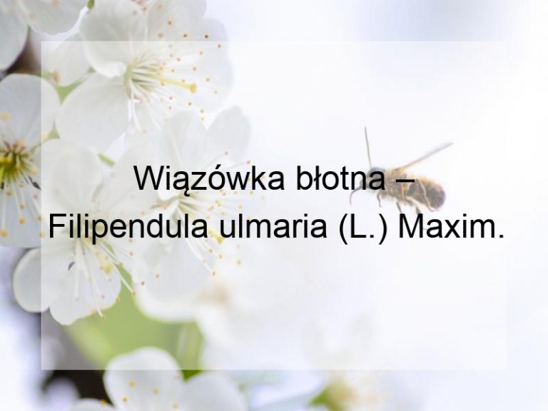 Wiązówka błotna – Filipendula ulmaria (L.) Maxim.
