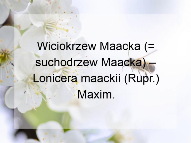 Wiciokrzew Maacka (= suchodrzew Maacka) – Lonicera maackii (Rupr.) Maxim.