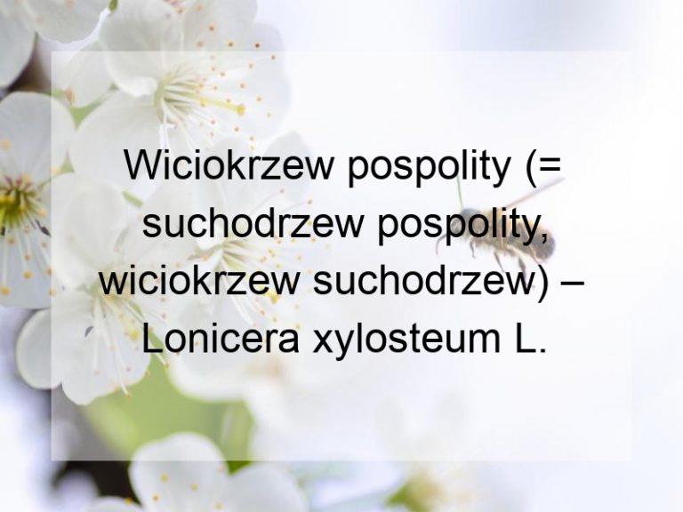 Wiciokrzew pospolity (= suchodrzew pospolity, wiciokrzew suchodrzew) – Lonicera xylosteum L.