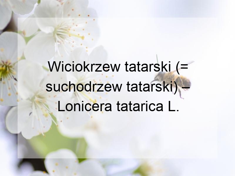 Wiciokrzew tatarski (= suchodrzew tatarski) – Lonicera tatarica L.