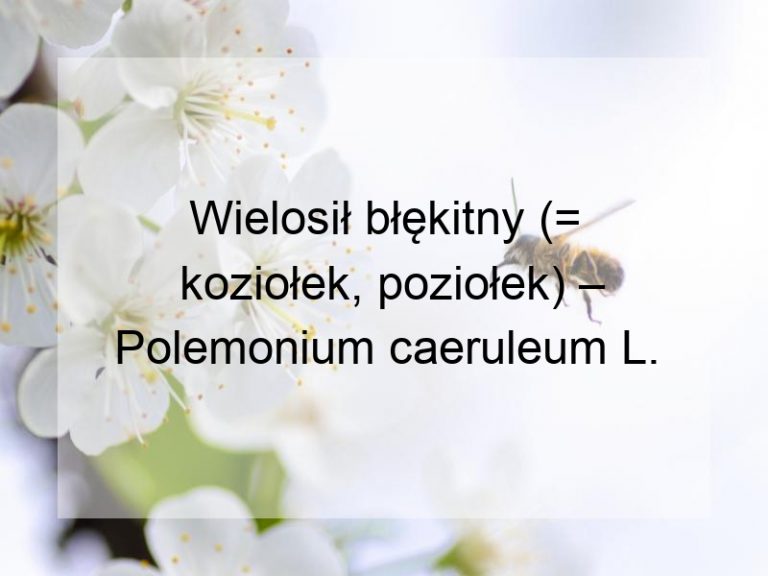 Wielosił błękitny (= koziołek, poziołek) – Polemonium caeruleum L.