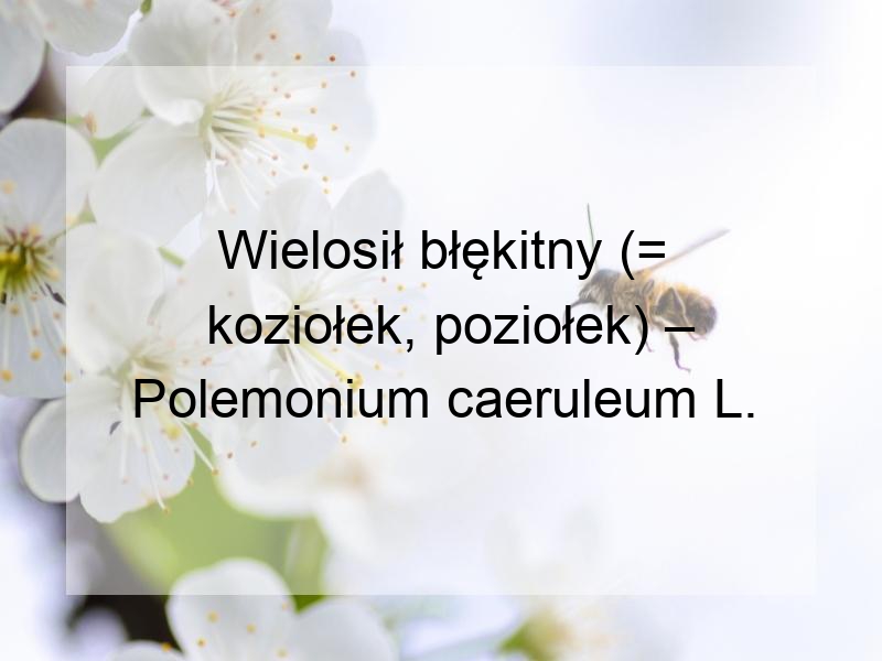 Wielosił błękitny (= koziołek, poziołek) – Polemonium caeruleum L.