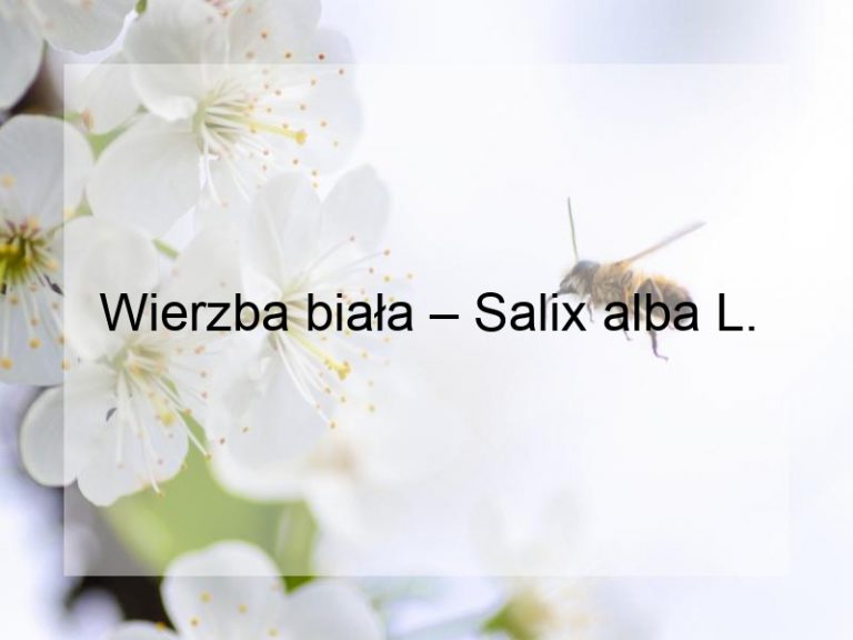 Wierzba biała – Salix alba L.