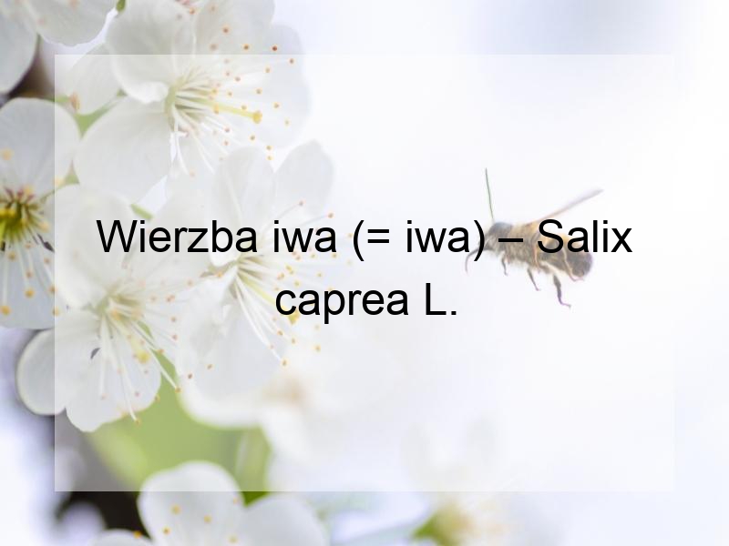 Wierzba iwa (= iwa) – Salix caprea L.