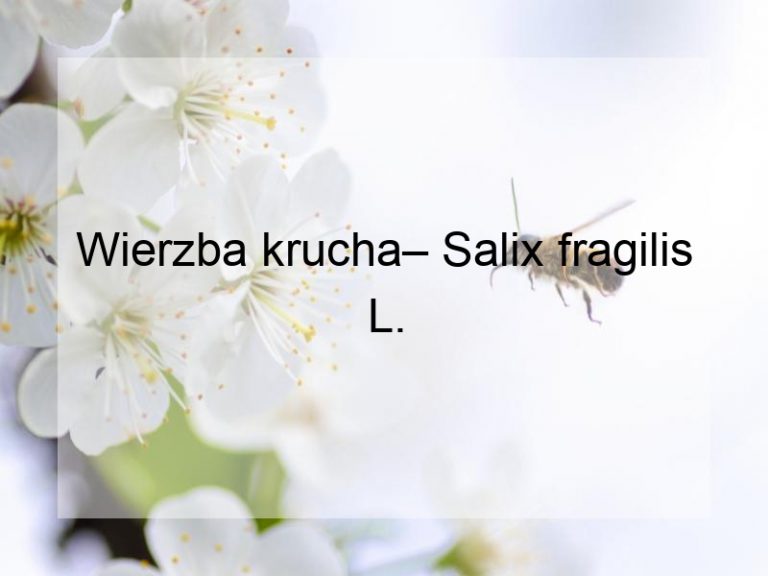 Wierzba krucha– Salix fragilis L.