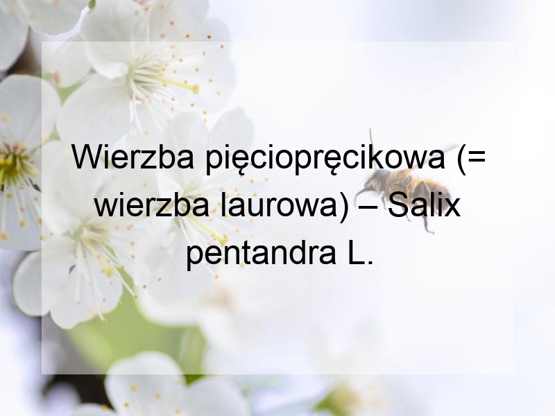 Wierzba pięciopręcikowa (= wierzba laurowa) – Salix pentandra L.