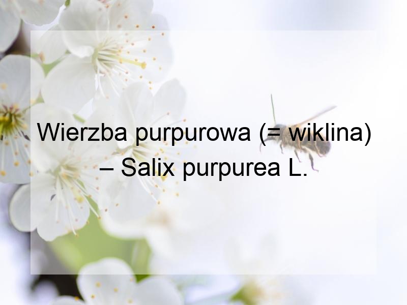 Wierzba purpurowa (= wiklina) – Salix purpurea L.