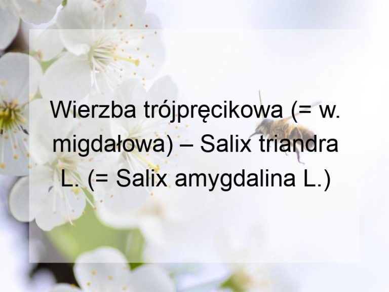 Wierzba trójpręcikowa (= w. migdałowa) – Salix triandra L. (= Salix amygdalina L.)