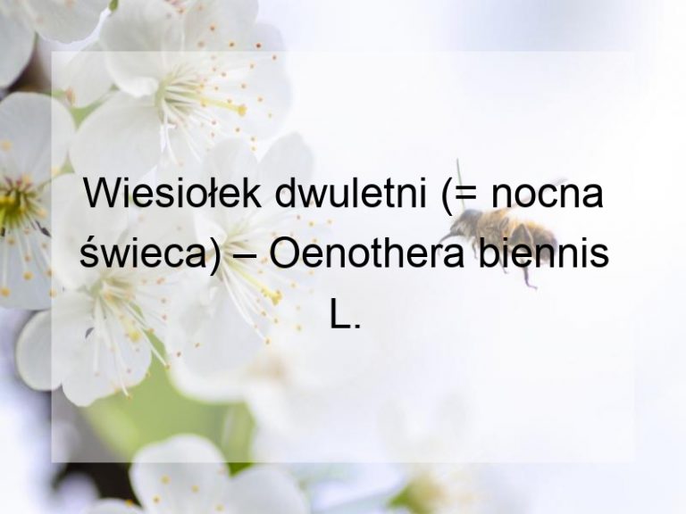 Wiesiołek dwuletni (= nocna świeca) – Oenothera biennis L.