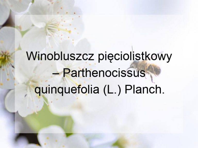 Winobluszcz pięciolistkowy – Parthenocissus quinquefolia (L.) Planch.