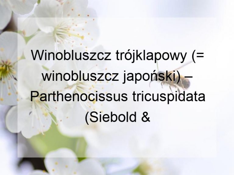 Winobluszcz trójklapowy (= winobluszcz japoński) – Parthenocissus tricuspidata (Siebold & Zucc.) Planch.