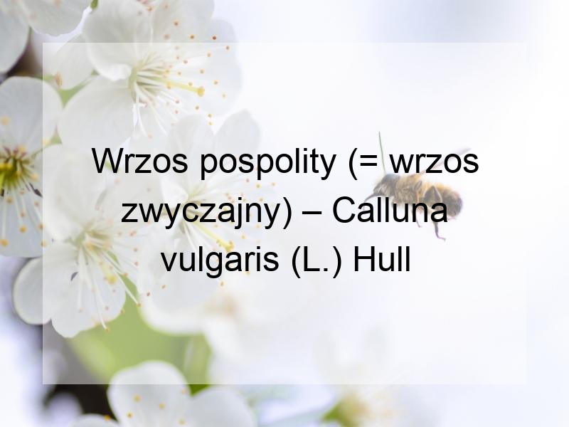 Wrzos pospolity (= wrzos zwyczajny) – Calluna vulgaris (L.) Hull