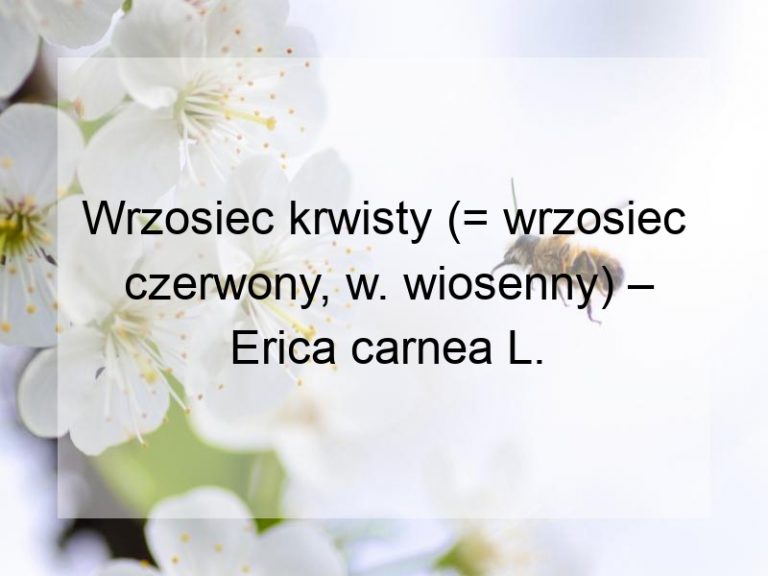 Wrzosiec krwisty (= wrzosiec czerwony, w. wiosenny) – Erica carnea L.