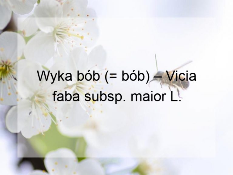 Wyka bób (= bób) – Vicia faba subsp. maior L.