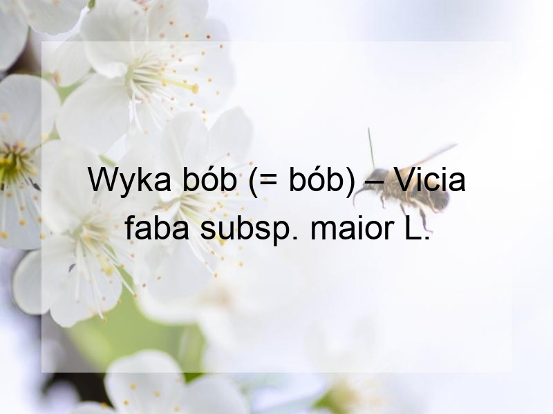 Wyka bób (= bób) – Vicia faba subsp. maior L.