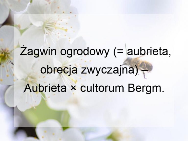 Żagwin ogrodowy (= aubrieta, obrecja zwyczajna) – Aubrieta × cultorum Bergm.