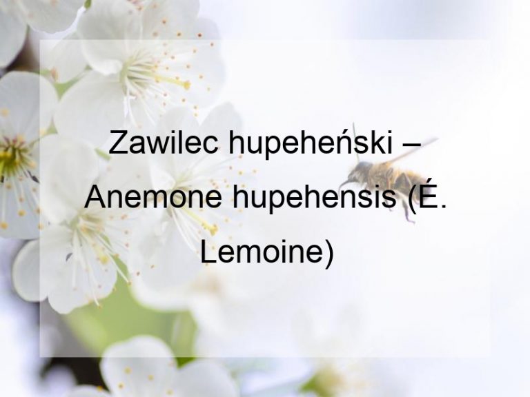 Zawilec hupeheński – Anemone hupehensis (É. Lemoine)