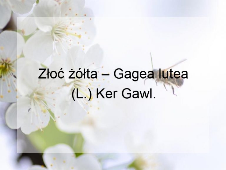 Złoć żółta – Gagea lutea (L.) Ker Gawl.