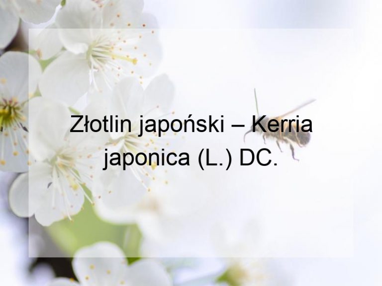 Złotlin japoński – Kerria japonica (L.) DC.