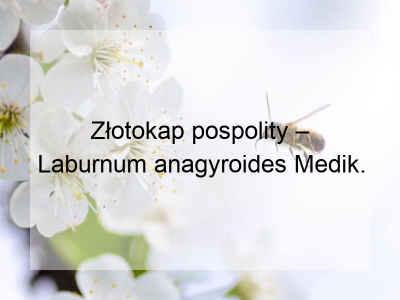 Złotokap pospolity – Laburnum anagyroides Medik.