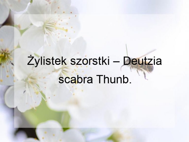 Żylistek szorstki – Deutzia scabra Thunb.