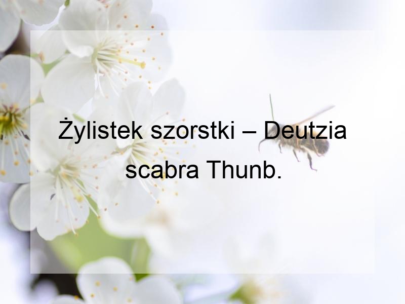 Żylistek szorstki – Deutzia scabra Thunb.