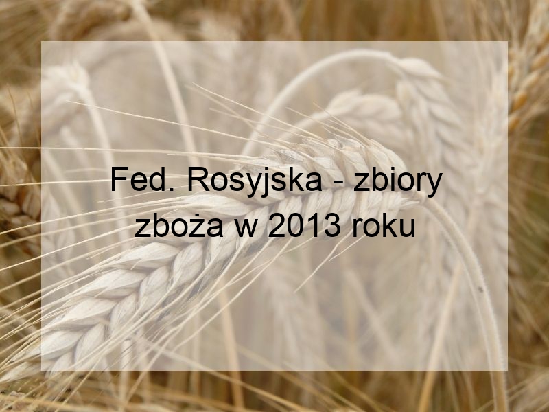 Fed. Rosyjska - zbiory zboża w 2013 roku